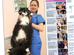 Ten kot to gigant. Waży 10 kilogramów!