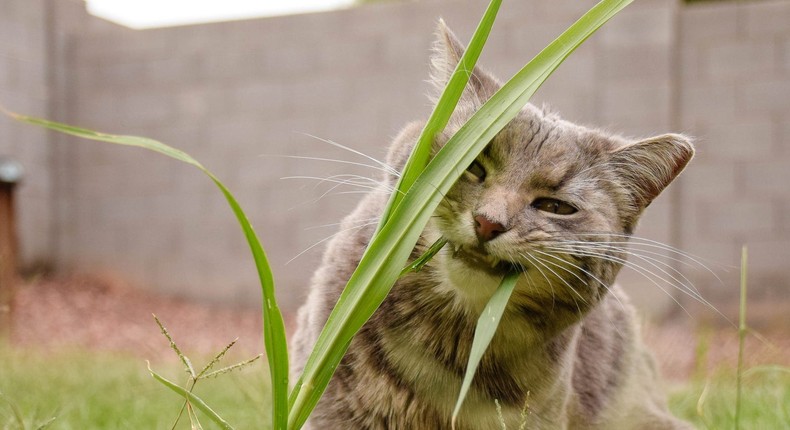 There are multiple reasons why your cat may be eating grass including an upset stomach or nutrient deficiency.Amanda Rengifo/EyeEm/Getty Images