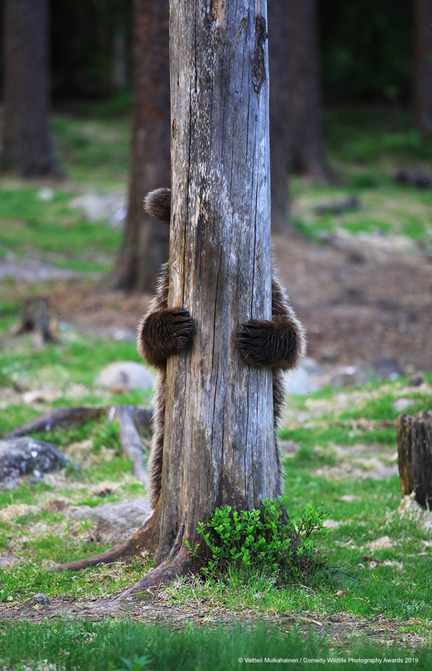 Finaliści Comedy Wildlife Photo Awards 2019