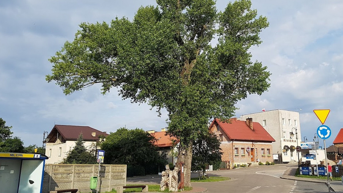 Zakończyła się pierwsza część plebiscytu na Europejskie Drzewo Roku 2018. Polski kandydat – topola Helena z Helu - zdobył ponad 7 tys. głosów. Do lidera traci ich 10 tys. Zachęcamy do wsparcia polskiej kandydatury – powiedział Jacek Bożek z ekologicznego Klubu Gaja.
