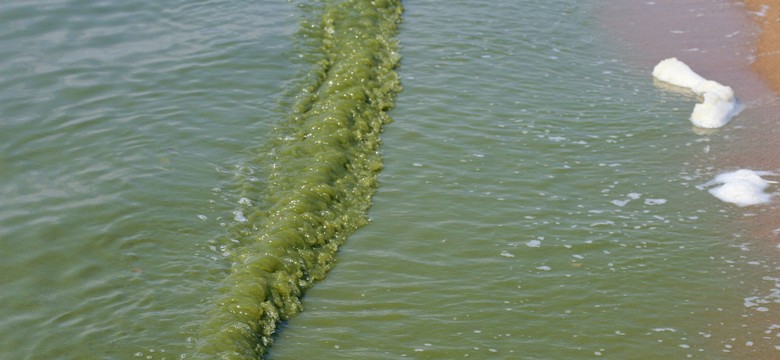 Sinice przy trójmiejskich plażach prędko nie odpuszczą