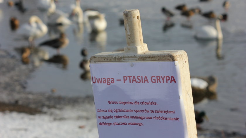 Coraz więcej przypadków ptasiej grypy na Pomorzu. Gdańsk obszarem wysokiego ryzyka