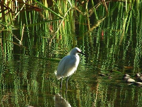 Galeria Argentyna - Delta rzek Parany i Urugwaju, fauna, obrazek 53