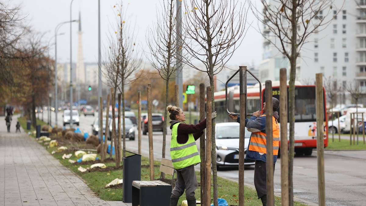 Gdańsk: Nowe drzewa w mieście. Program "Gdańskie rewolucje – Zieleń"