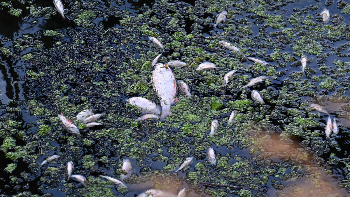 Około 100 kg śniętych ryb wybrano ze Zbiornika Czernica w powiecie wrocławskim. Nie wiadomo na razie, co mogło spowodować pomór ryb – podały służby prasowe wojewody dolnośląskiego. Zbiornik jest połączony z Odrą kanałem. W styczniu niemieckie media informowały, że ubiegłoroczna katastrofa ekologiczna na Odrze może się powtórzyć, bo zasolenie rzeki znów wzrasta.