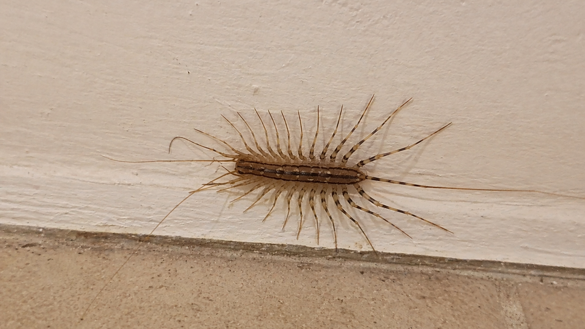 Četiri razloga zašto se stonoge pojavljuju u domu - i kako ih se ZAUVEK rešiti