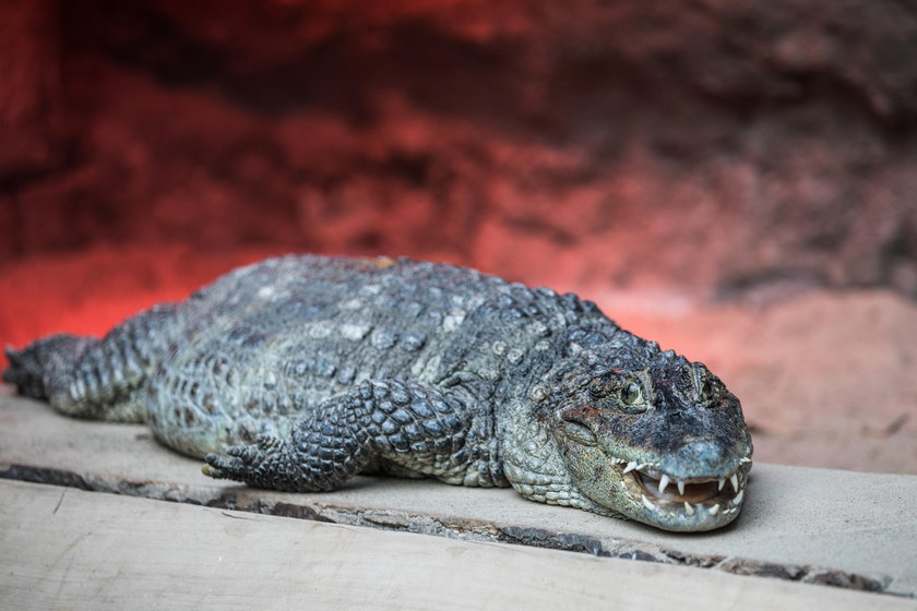 Kajmany z zoo pół wieku walczą o dziecko