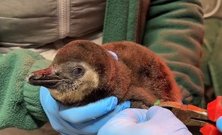 U pingwinów w zoo prawdziwy baby bom!