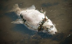 Nie tylko Odra. Wędkarze odkryli setki martwych ryb w kolejnej rzece