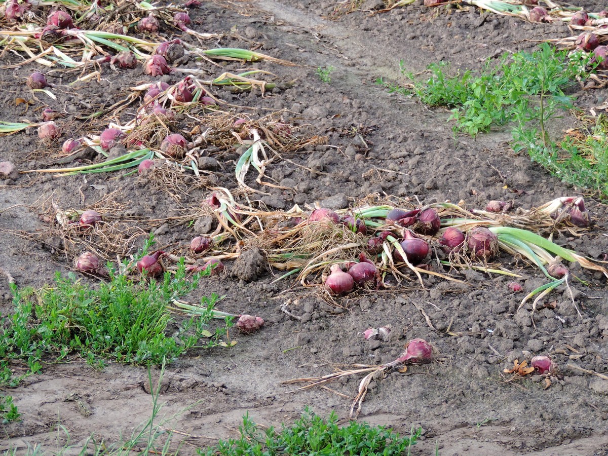 Polscy rolnicy rozdają plony. "Tak niskiej ceny nie pamiętam"
