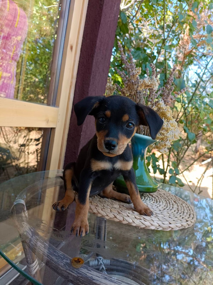 Ja sam Zoi i mnogo sam blesava, stalno bih da se igram