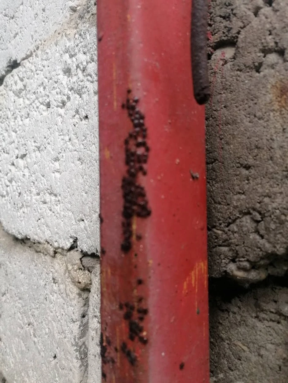 Predstavljaju opasnost za ljude, ali i za životinje