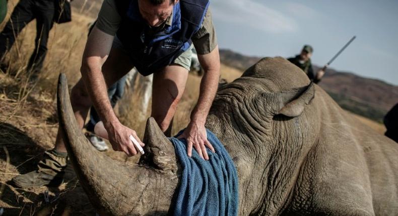 A veterinary attends to a tranquilized Rhino to be microchipped during an operation of RHINO911, a non-governmental organization on September 19, 2016 at the Pilanesberg National Park in the North West province, South Africa