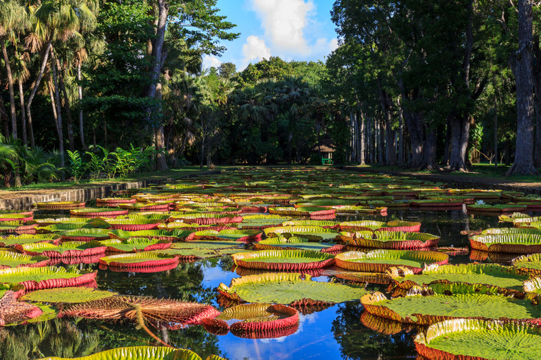 Ogród Botaniczny w Pamplemousses, Mauritius