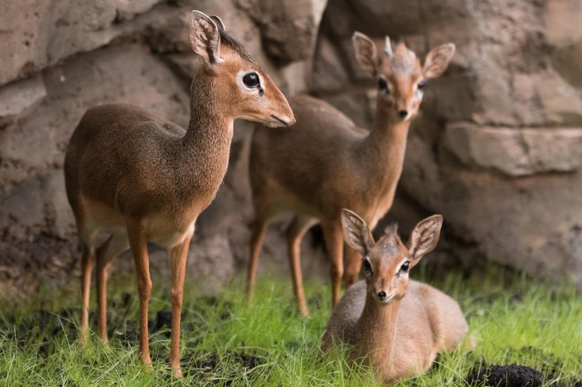 Odwiedź wrocławskie zoo