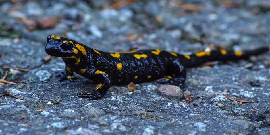 Salamandra plamista - Robert Borek/stock.adobe.com