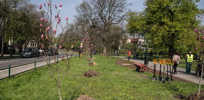 Urzędnicy od zieleni wydali 100 mln zł i proszą prezydenta o więcej