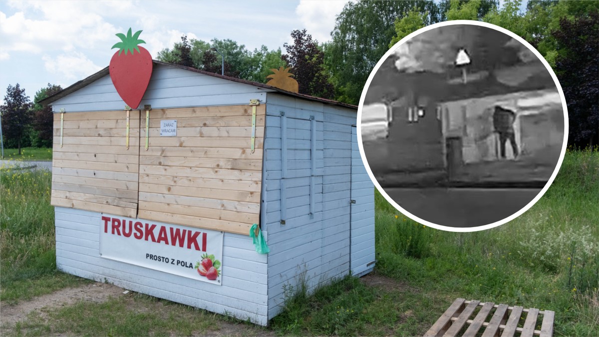 "Mafia truskawkowa" pod Poznaniem. 53-latek nie przyznaje się do winy. Policja pokazała nagranie