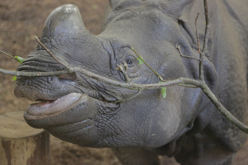 Nosorożec indyjski we wrocławskim zoo