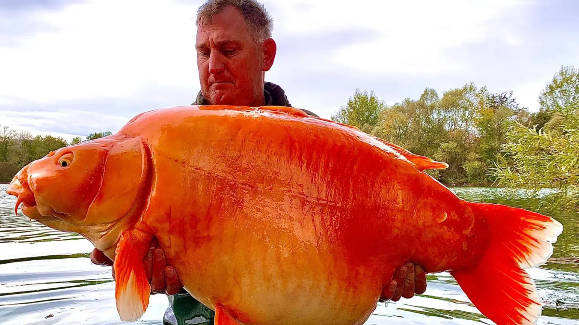 Un pêcheur a attrapé un gigantesque poisson rouge.  Il appartient au plus grand de son genre et peut menacer la nature