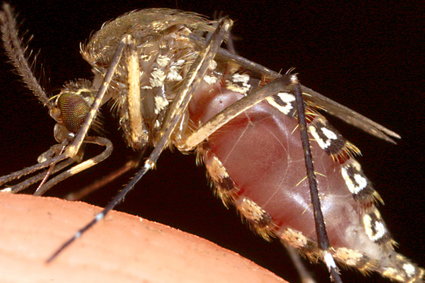 Dlaczego komary gryzą akurat ciebie? Oto 7 powodów