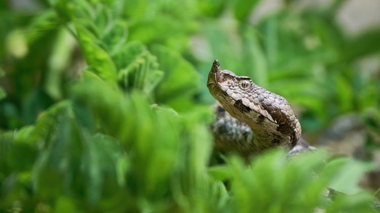 kígyó, kígyóméreg, kígyómarás, vipera, paralgi vipera, keresztes vipera