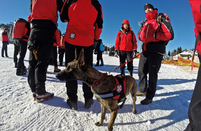 Rad sa spasilačkim psima počinje čim izađu iz legla