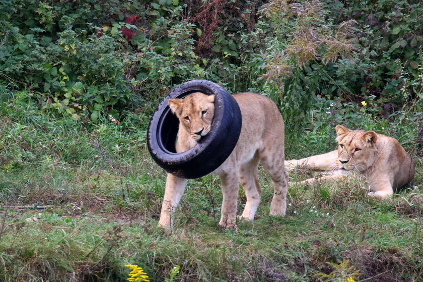 Lwy z gdańskiego zoo 