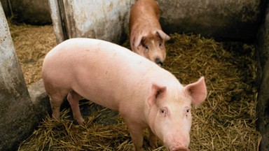 Służby weterynaryjne ostrzegają rolników