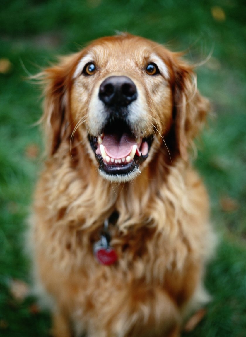 Golden Retriever