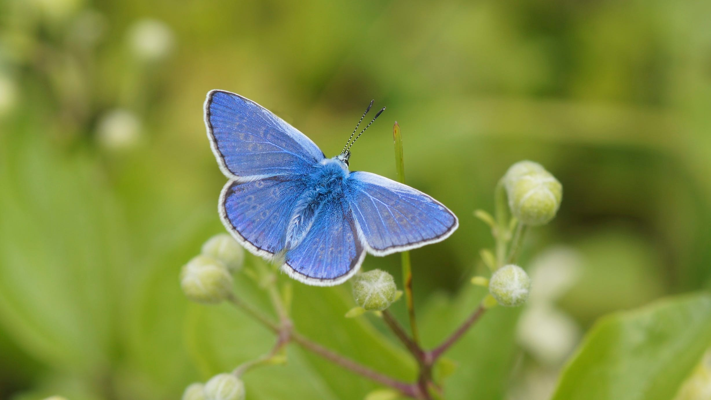 Butterfly count: UK rescue mission after record low emergency