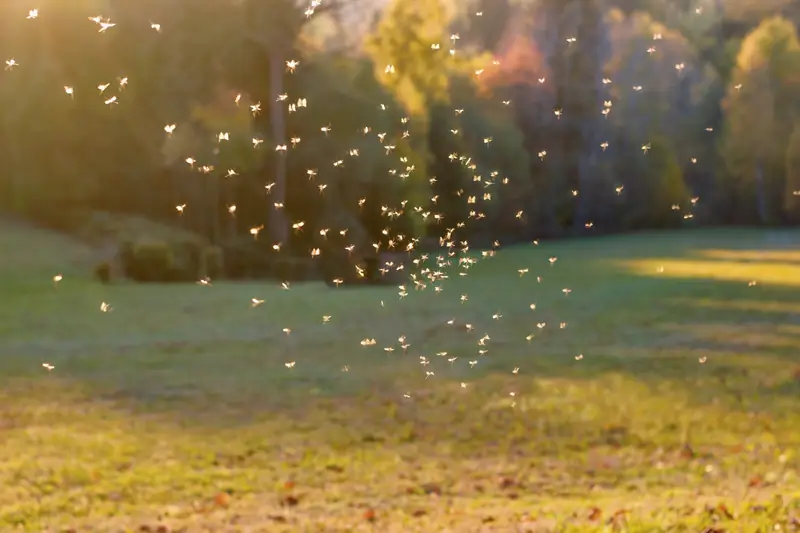 Plaga komarów w sezonie letnim