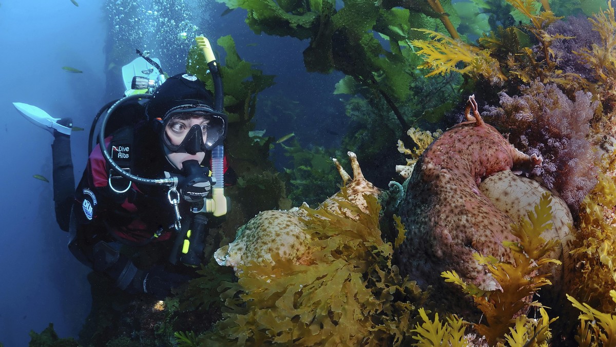 Scuba Diver and Sea Hare, Aplysia californica, Catalina Island, California, USA