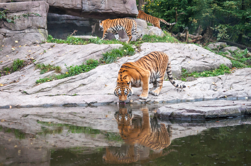 Sundarban las 