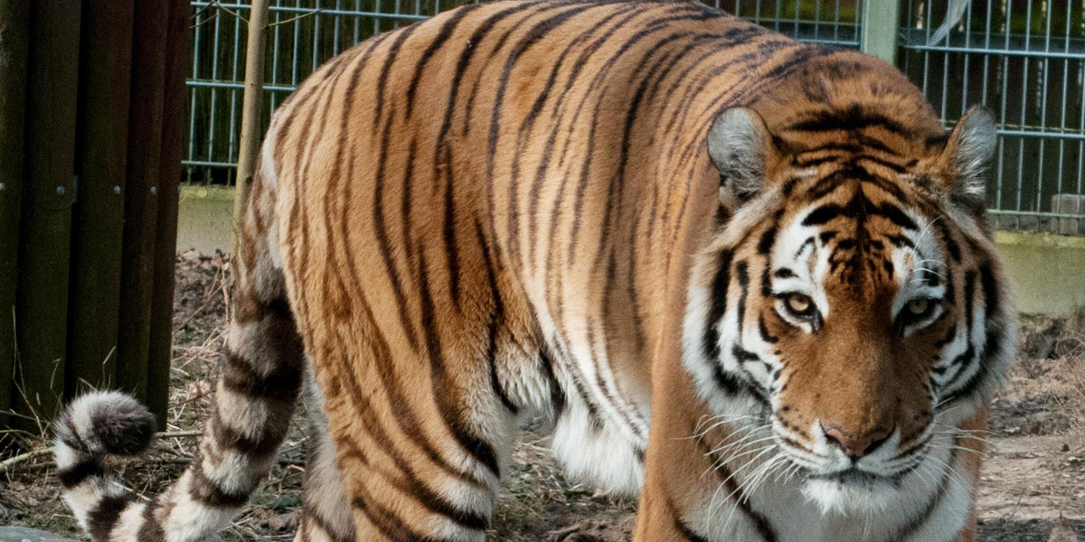10 tygrysów utknęło na granicy polsko-białoruskiej. Są wycieńczone