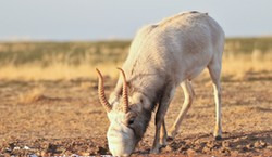 Nietypowy, ale miły QUIZ ortograficzny. Czy wiesz, jak napisać nazwy tych zwierząt?