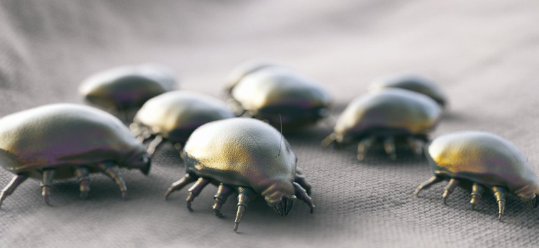 Jak walczyć z roztoczami zimą?