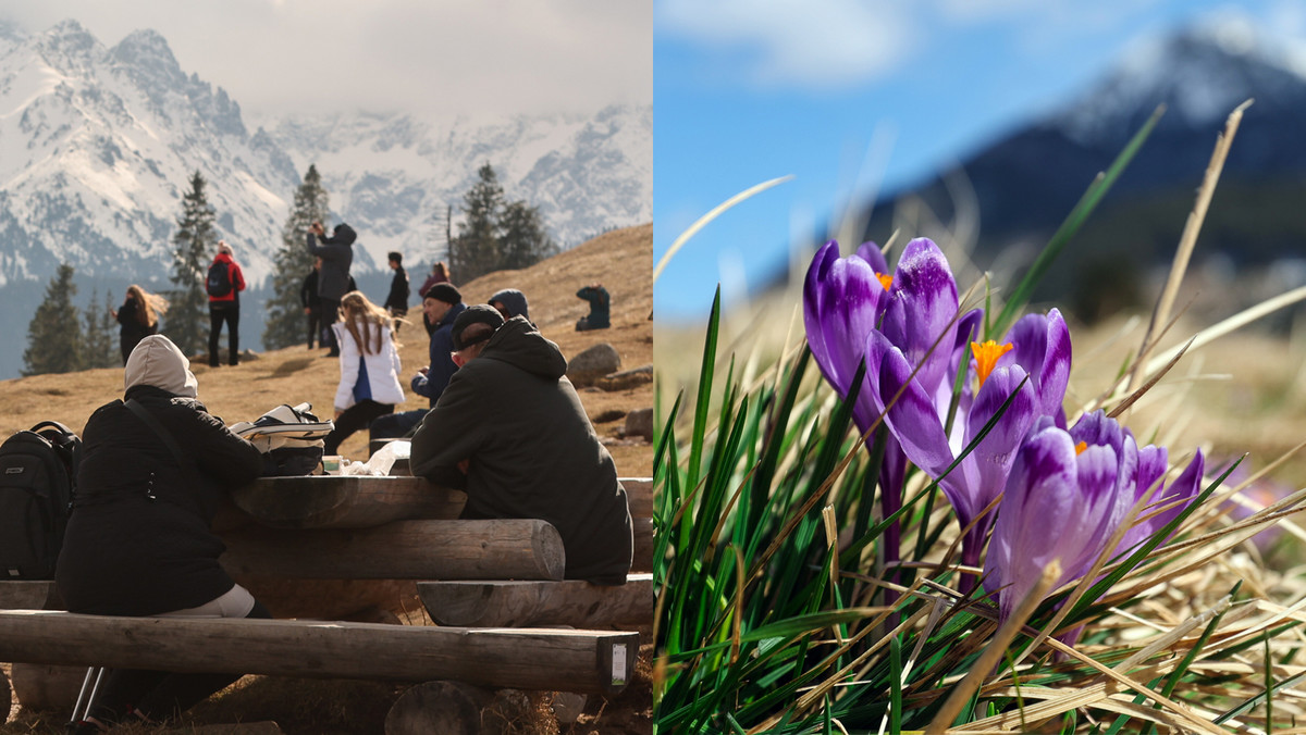 Kwitnące krokusy przyciągają w Tatry tłumy turystów