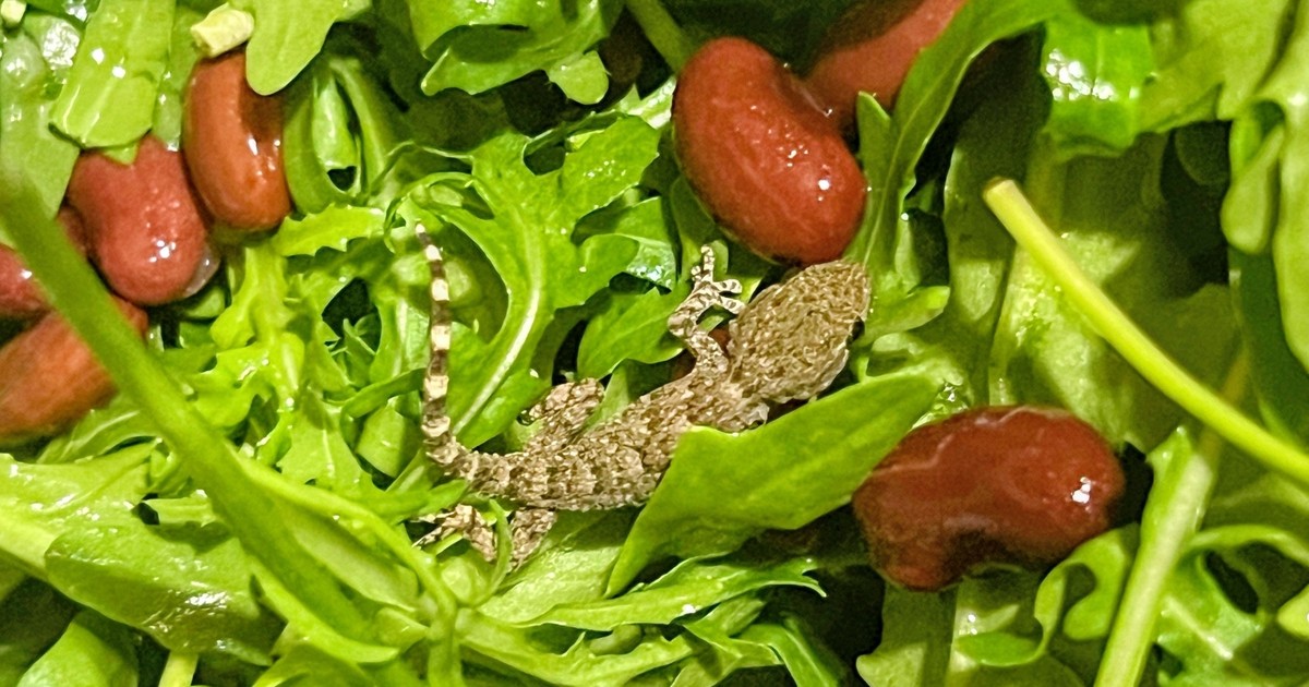 Polka znalazła w rukoli z Lidla... żywe zwierzę. Dostało już imię! "Dużo szczęścia w pechowej sytuacji"