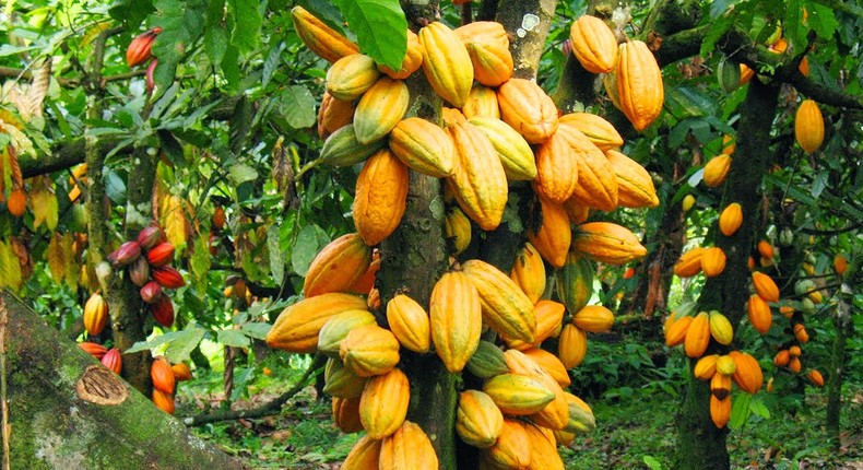 Nigeria is hoping to overtake Ivory Coast and Ghana in cocoa production come 2027