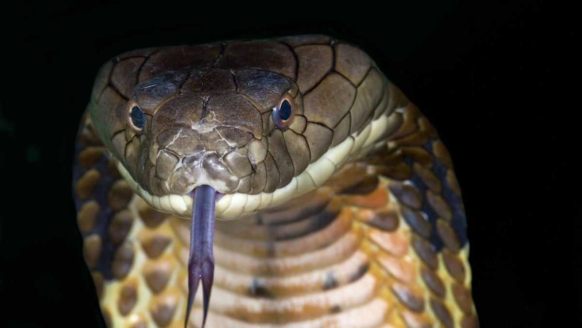 KING COBRA