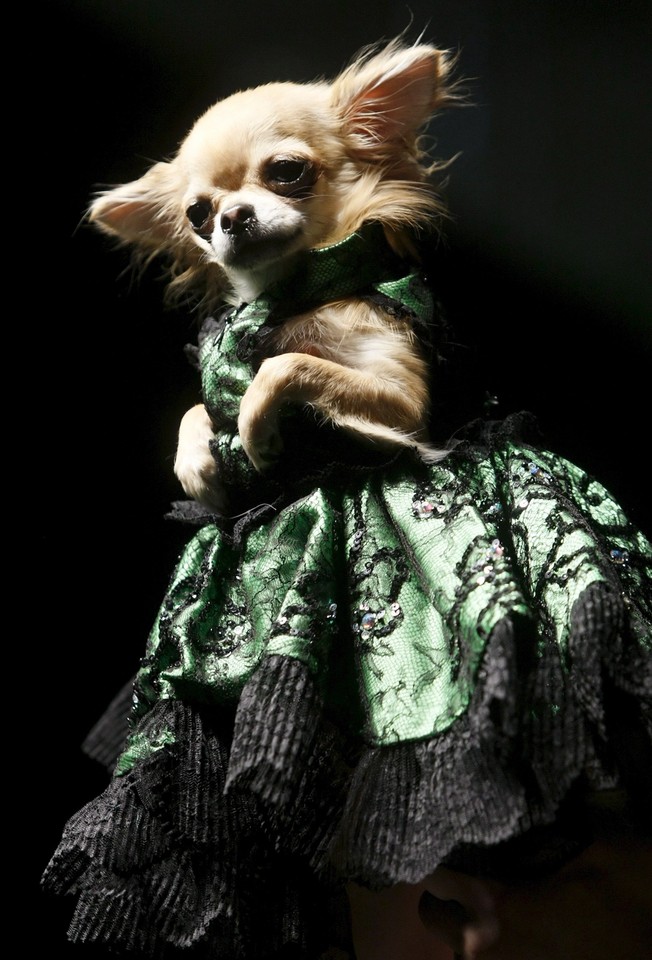 RUSSIA PETS FASHION