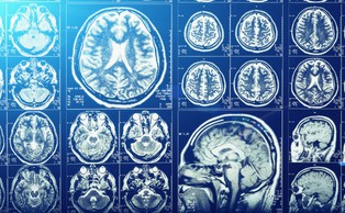 Czaszka jest pełna małych kanalików. Naukowcy wiedzą już, co czego służą