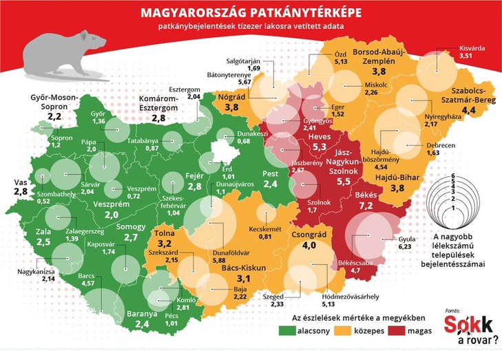 Patkányokból a legkevesebb bejelentés a dunántúli megyékből érkezett / Fotó: Sokk a rovar