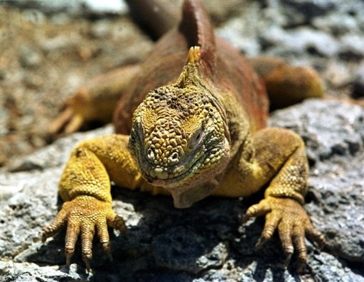 ECUADOR - GALAPAGOS - IGUANAS