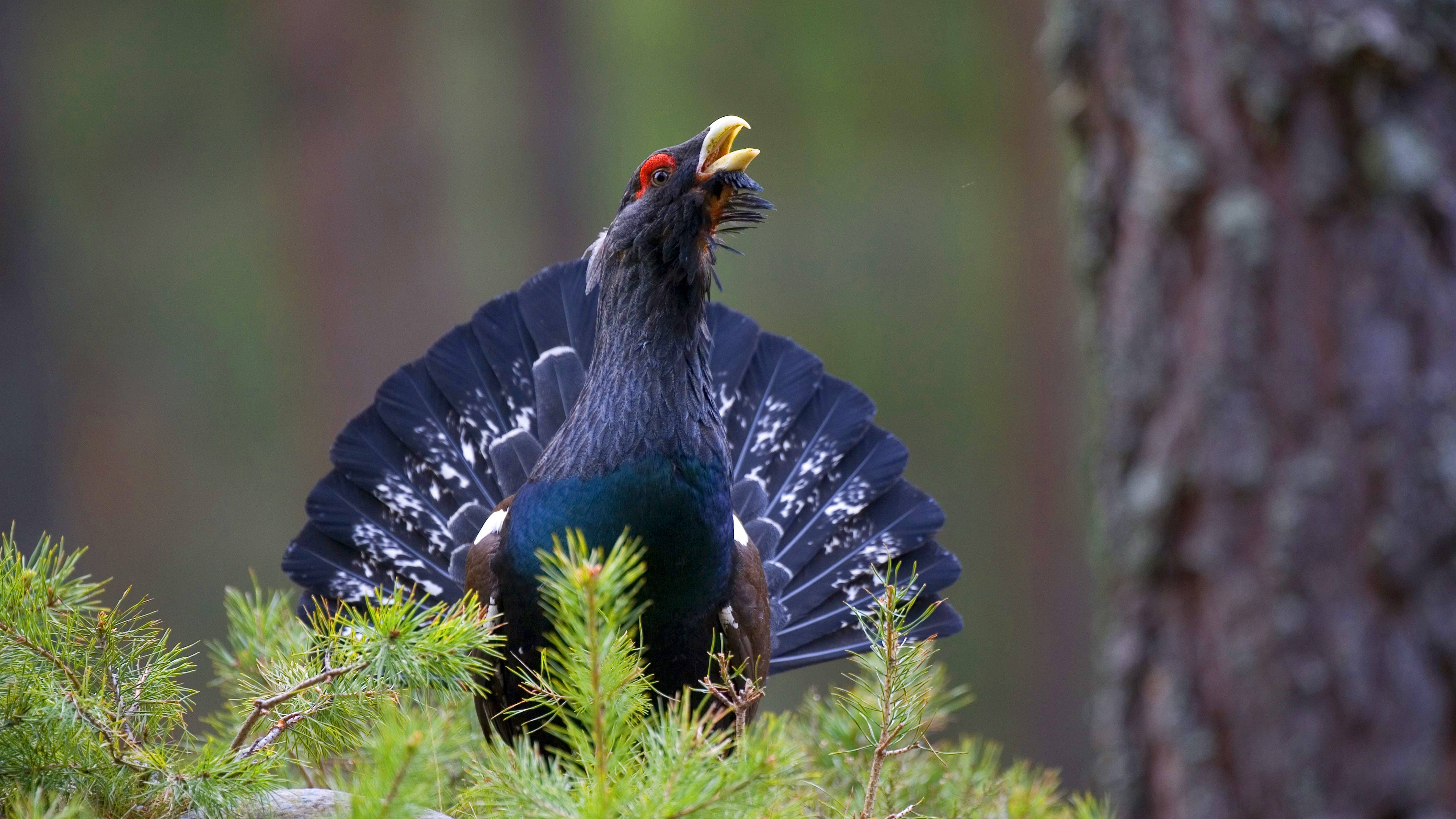 Just 500 left: Scotland deploys cattle to save endangered capercaillie
