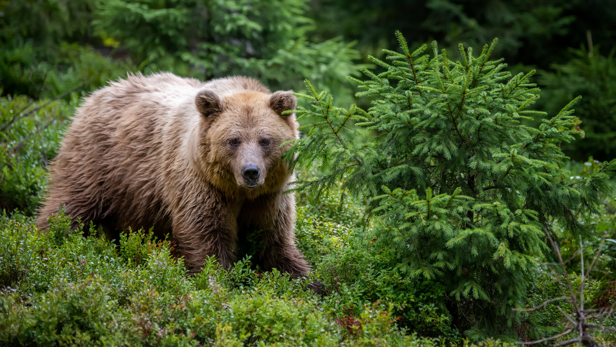 Na Słowacji trwają poszukiwania postrzelonego niedźwiedzia. Zwierzę może być agresywne