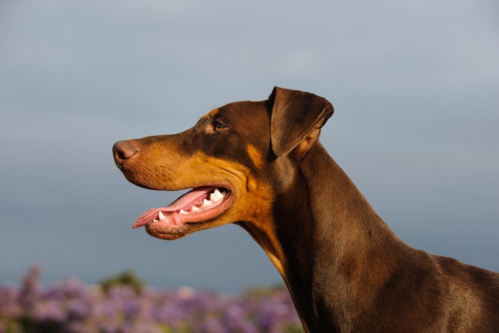 Dobermann