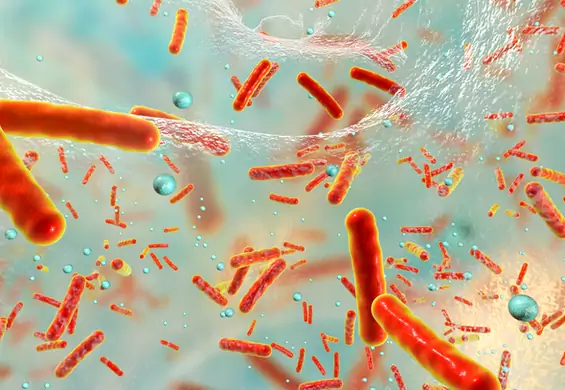 Gronkowiec - czym jest bakteria i jak się ją leczy