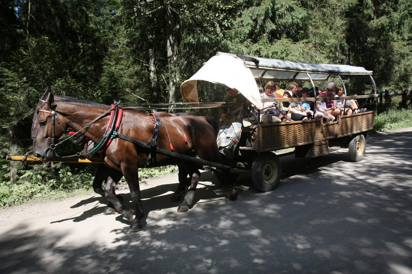 Szlak na Morskie Oko zamknięty. Wszystko przez ptaki!